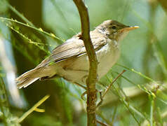 Western Olivaceous Warbler