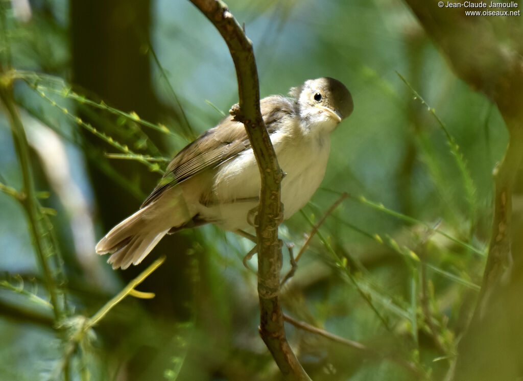 Western Olivaceous Warblerjuvenile