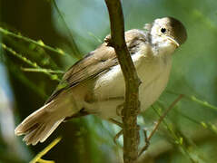 Western Olivaceous Warbler