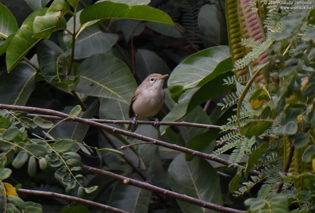 Western Olivaceous Warbler