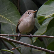 Western Olivaceous Warbler