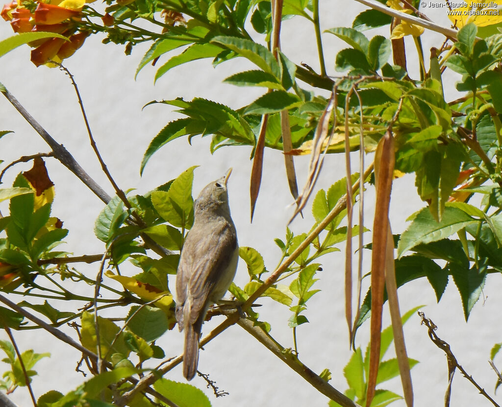 Western Olivaceous Warbler