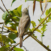 Western Olivaceous Warbler