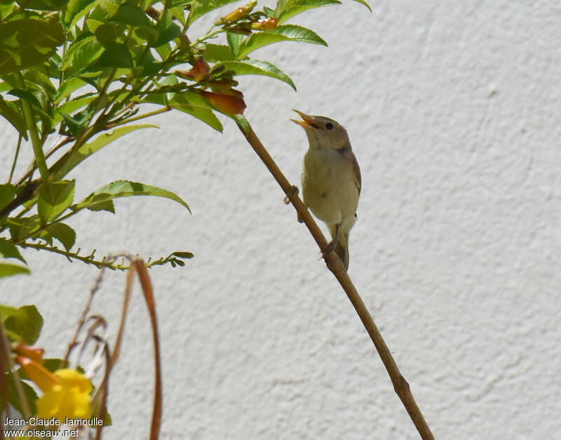 Western Olivaceous Warbler male adult breeding, song, Behaviour