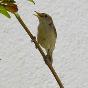 Western Olivaceous Warbler