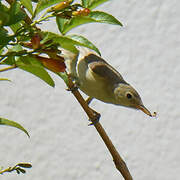 Western Olivaceous Warbler