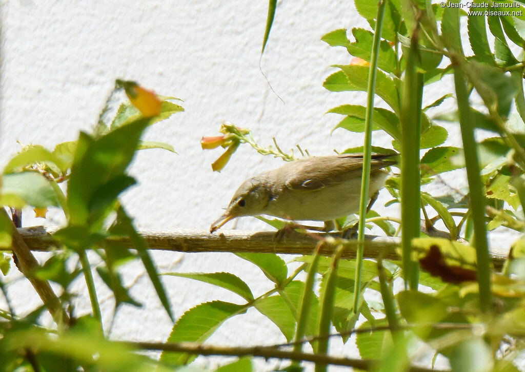 Western Olivaceous Warbler