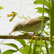 Western Olivaceous Warbler