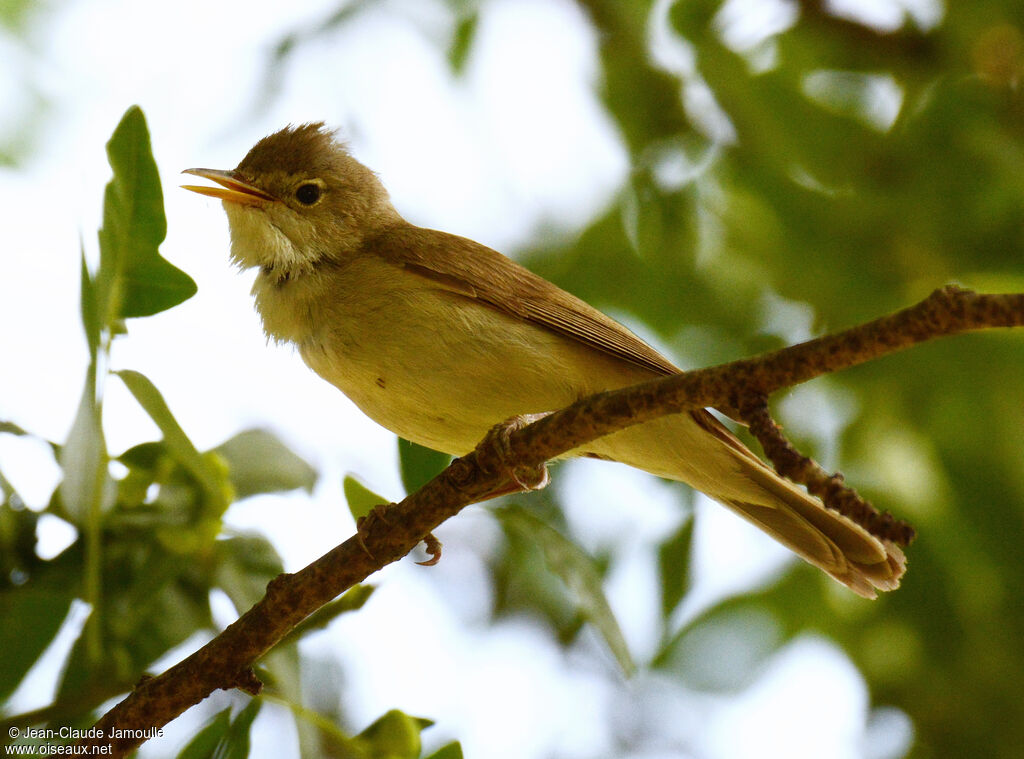 Melodious Warbler, song