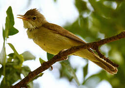 Melodious Warbler