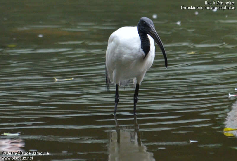 Ibis à tête noire