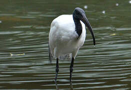 Ibis à tête noire