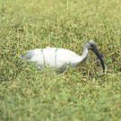 Ibis à tête noire