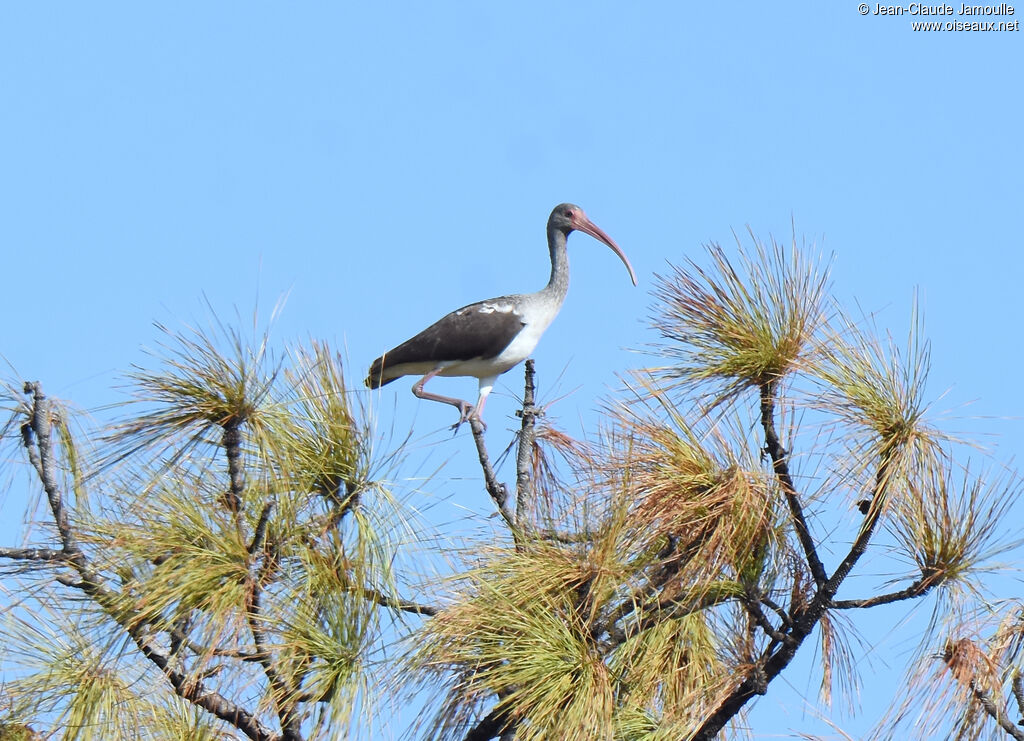 Ibis blancimmature