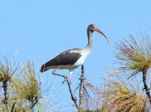 Ibis blanc