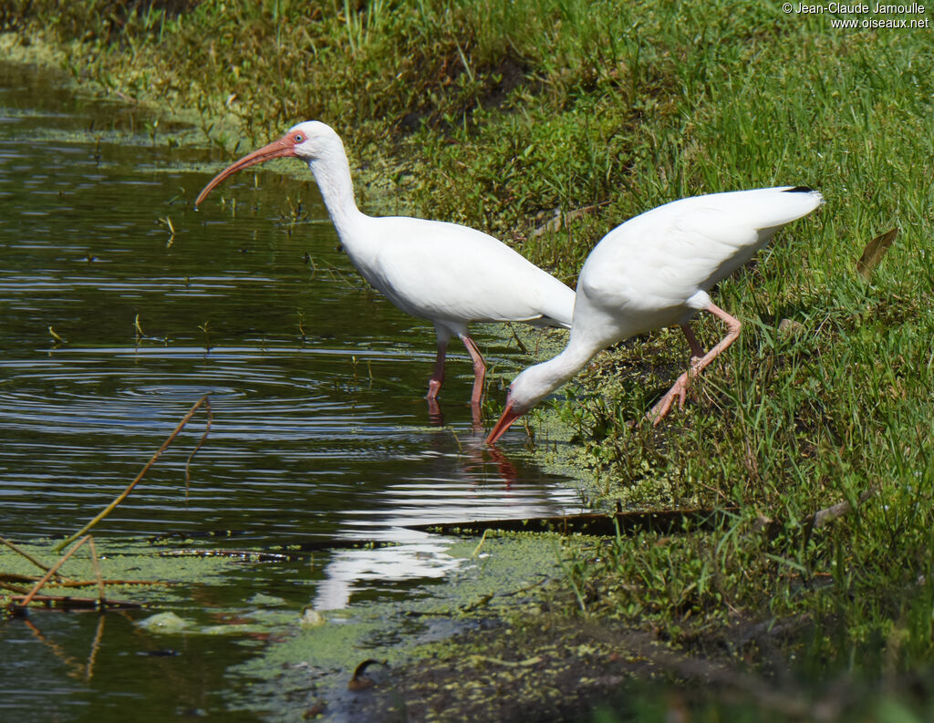 Ibis blanc