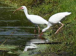 Ibis blanc