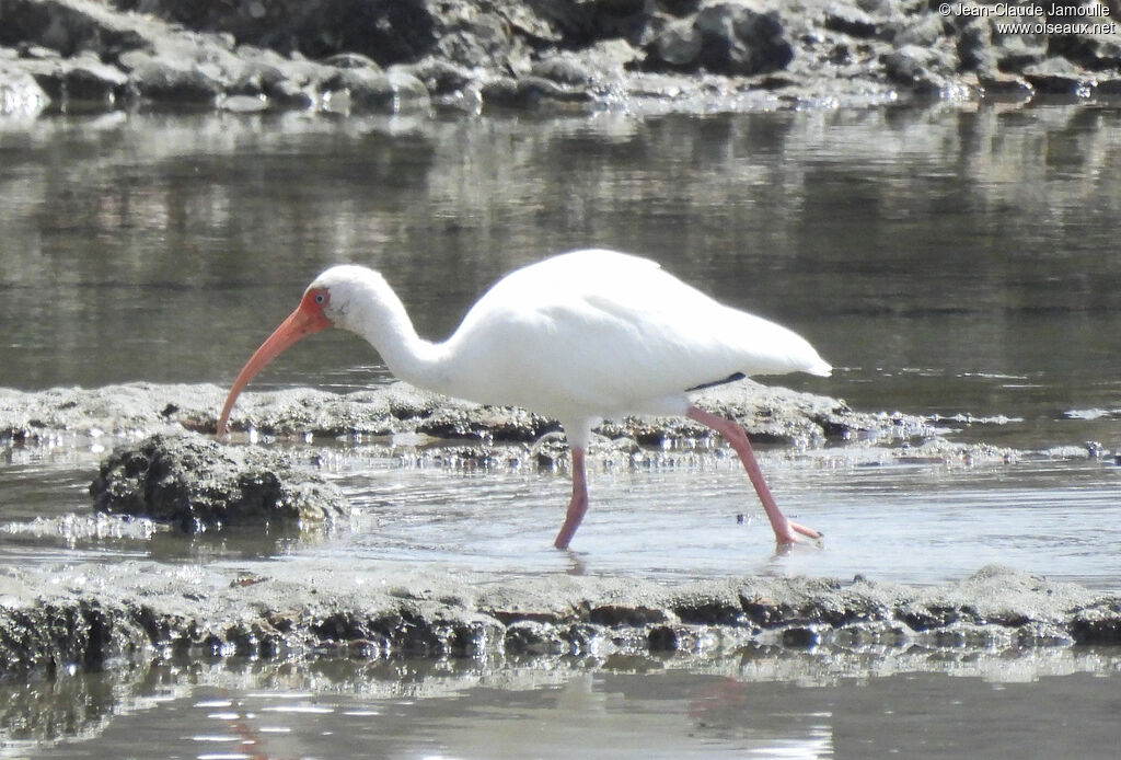 American White Ibis