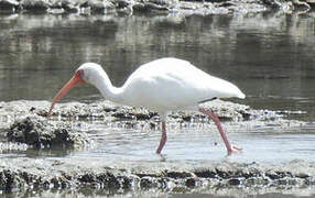 American White Ibis