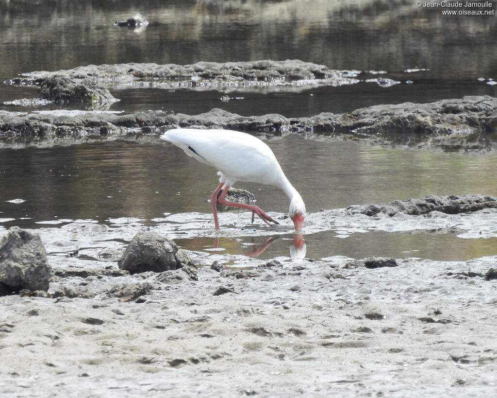 American White Ibis, eats