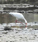 American White Ibis