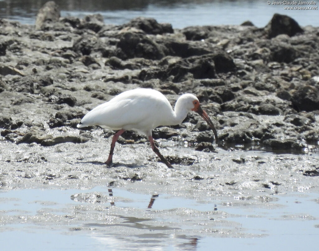 Ibis blanc, mange