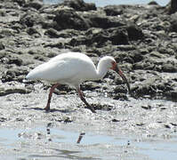 American White Ibis