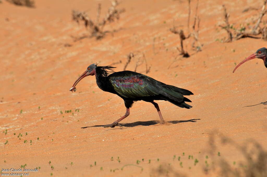 Northern Bald Ibisadult, identification, feeding habits, fishing/hunting