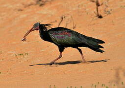 Northern Bald Ibis