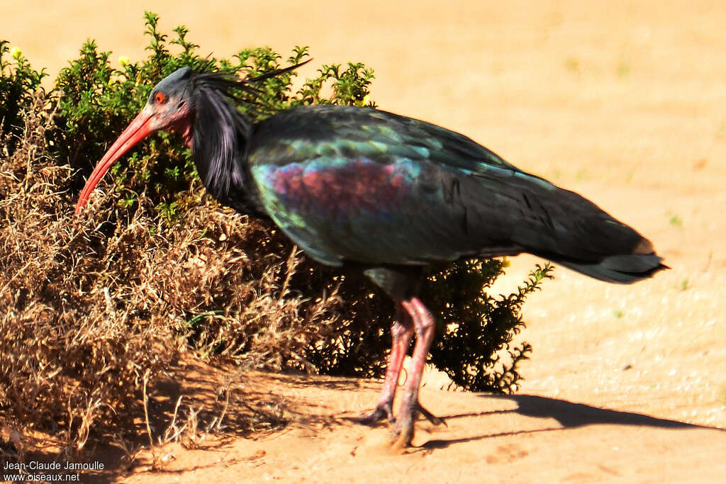 Northern Bald Ibisadult, identification, feeding habits, Behaviour