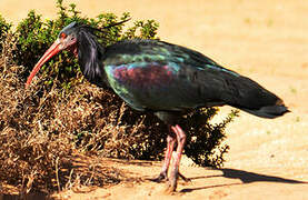 Northern Bald Ibis