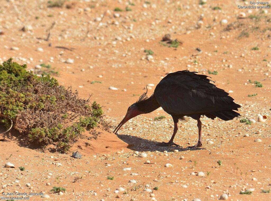 Ibis chauve, régime, Comportement