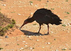 Ibis chauve