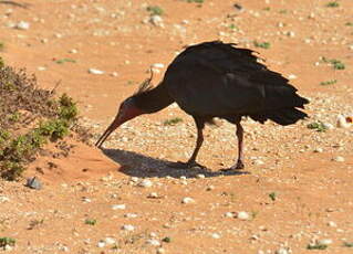 Ibis chauve