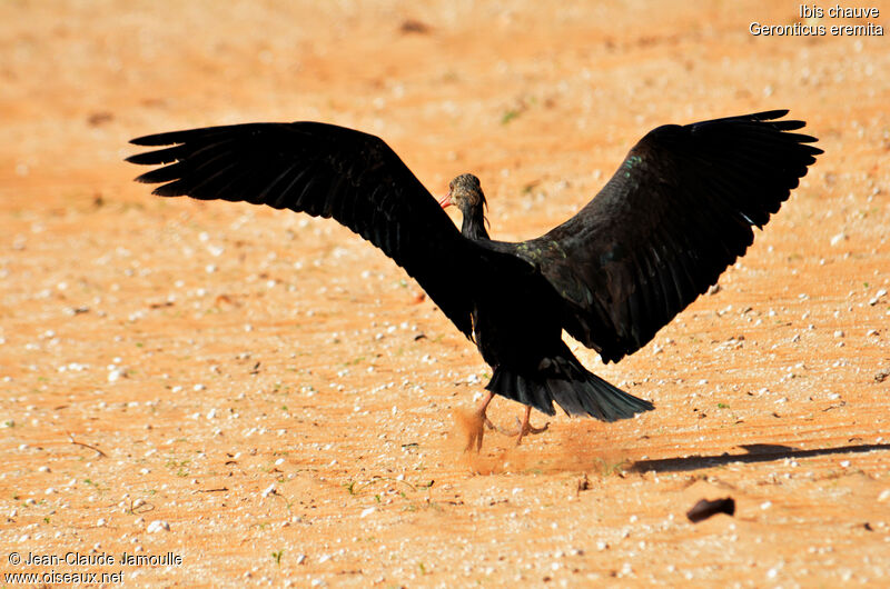 Northern Bald Ibis, Flight, Behaviour