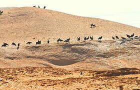 Northern Bald Ibis