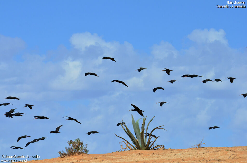 Ibis chauve, Vol, Comportement