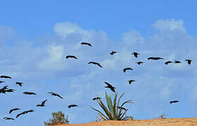 Northern Bald Ibis