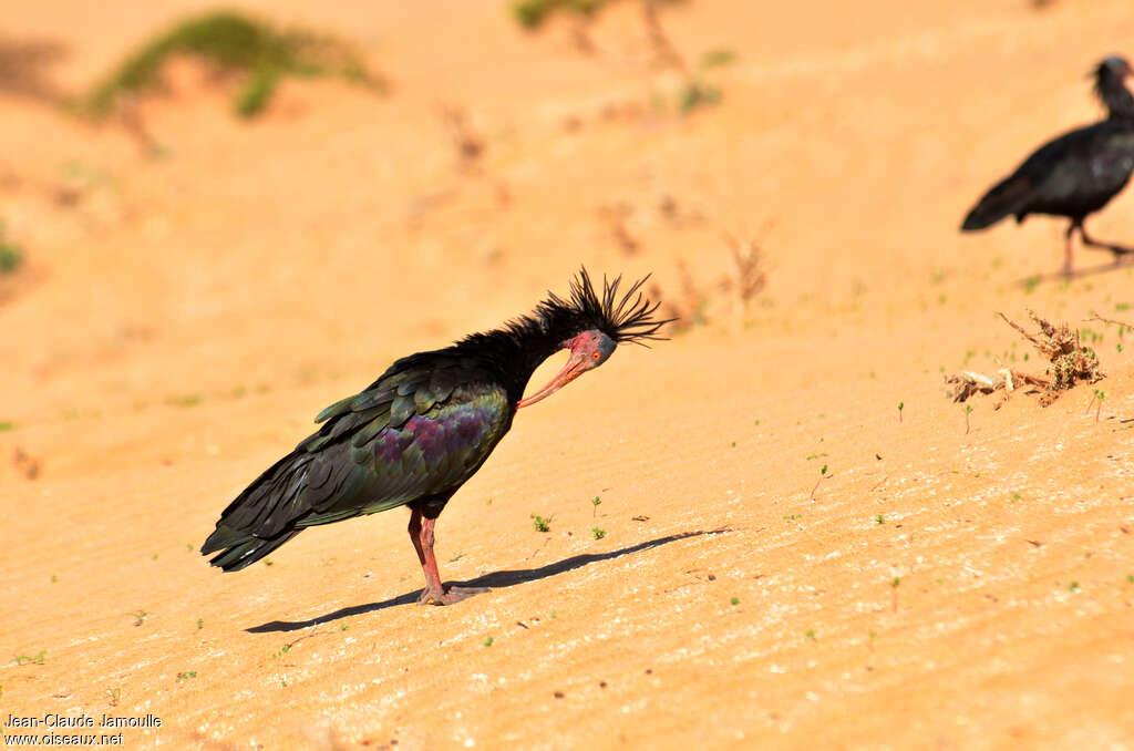 Northern Bald Ibisadult breeding, care, pigmentation, Behaviour