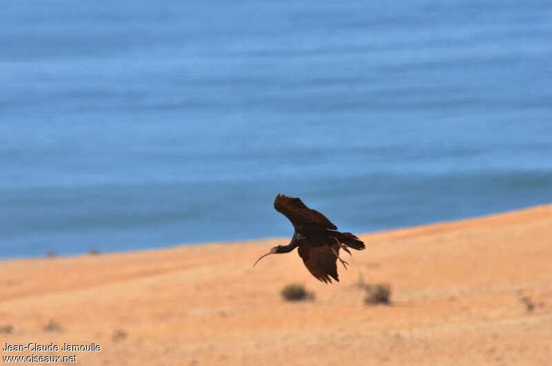 Northern Bald Ibis, habitat, Flight