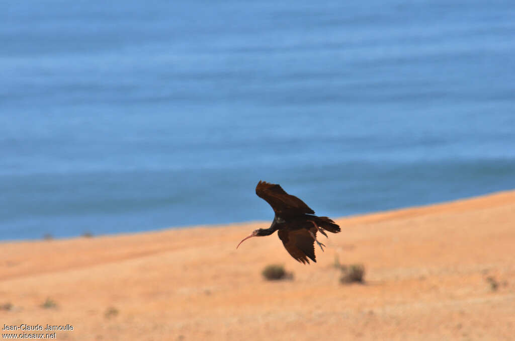 Ibis chauve, habitat, Vol