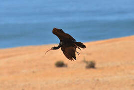 Northern Bald Ibis