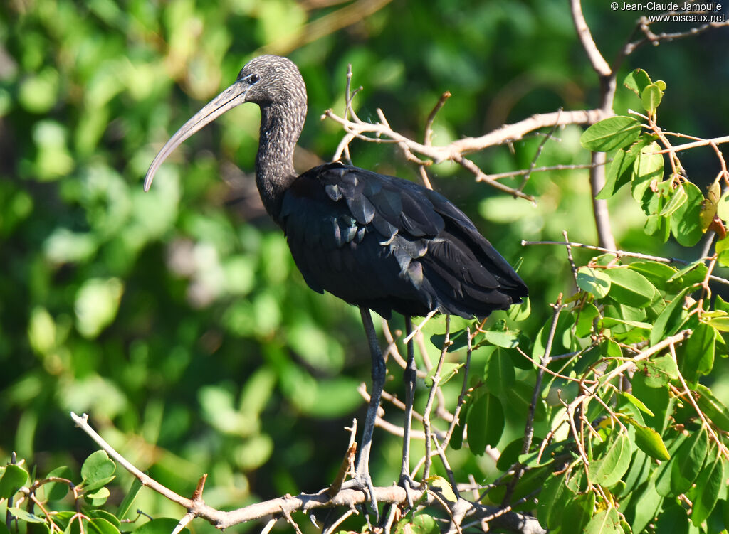 Glossy Ibis