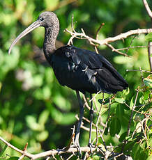 Ibis falcinelle