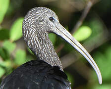 Glossy Ibis