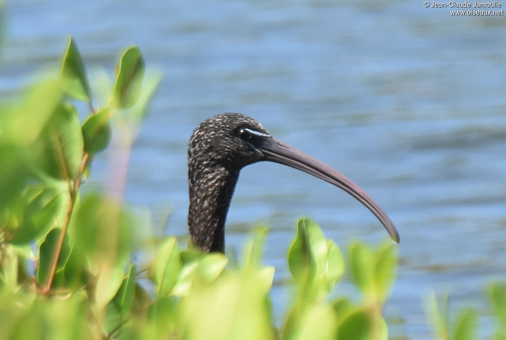 Glossy Ibis