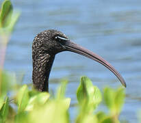 Glossy Ibis