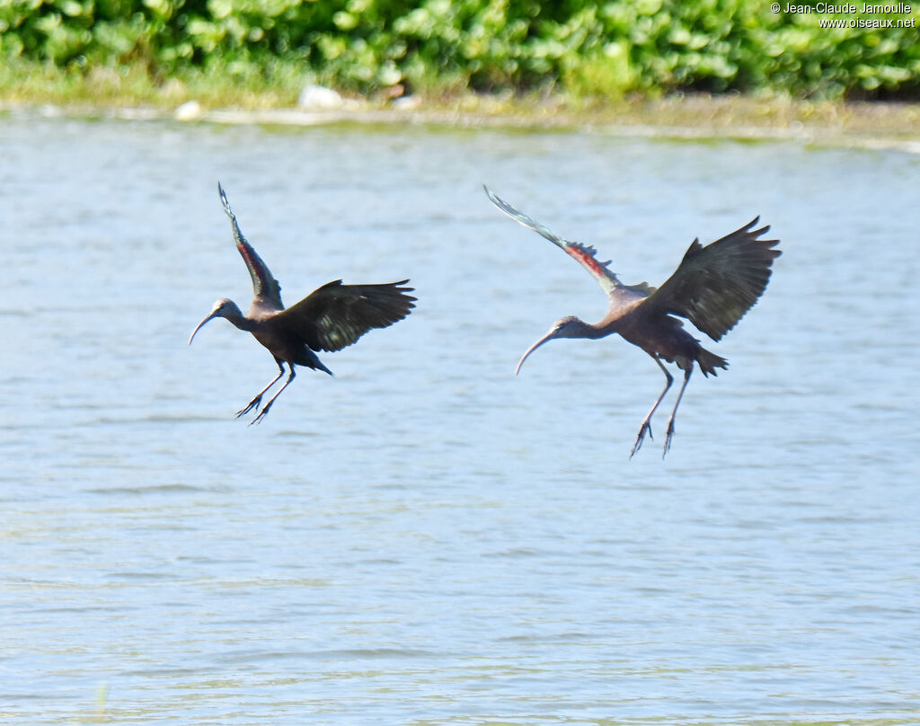 Ibis falcinelle