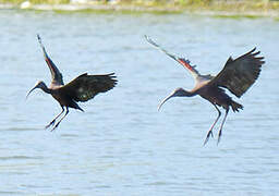 Ibis falcinelle