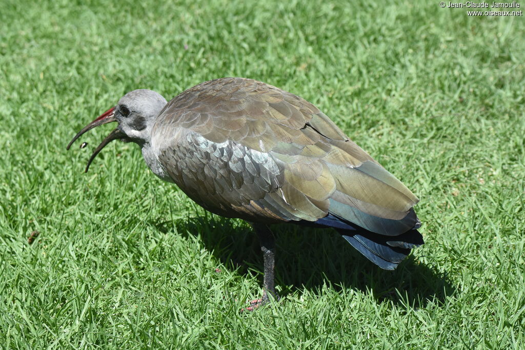 Ibis hagedashadulte, régime, mange